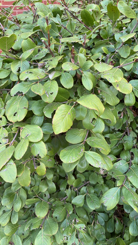 Rusty Blackhaw