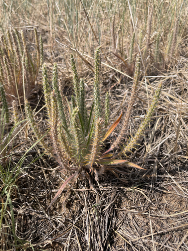Woolly Plantain