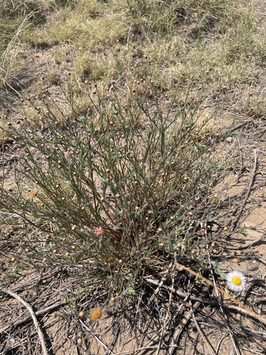 spreading fleabane