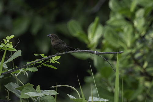 Amazonian Grosbeak
