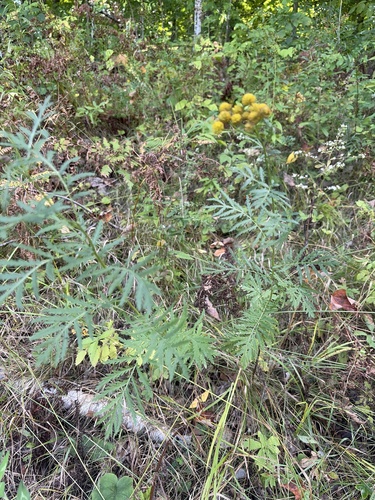 tansy