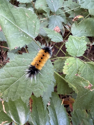 Spotted Tussock Moth