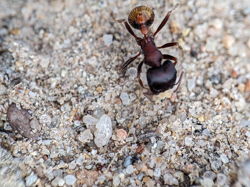 Rough Harvester Ant