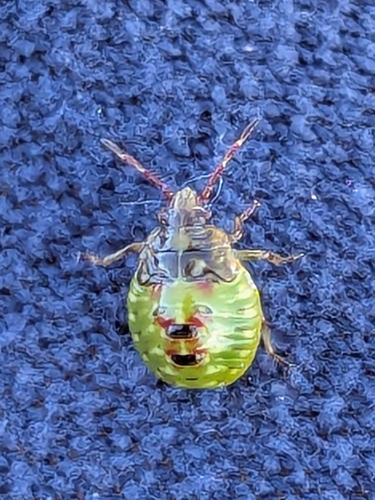 Red-cross Shield Bug