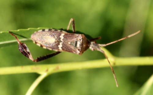 Western Leaf-footed Bug