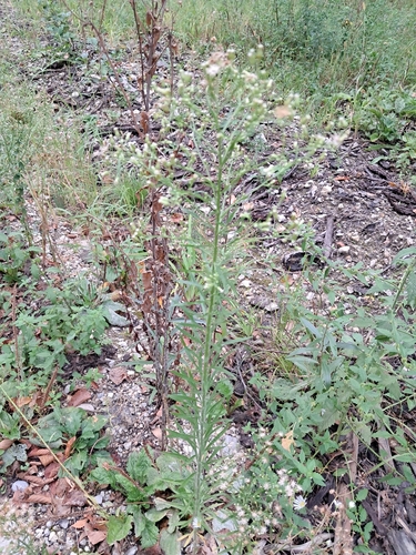 horseweed