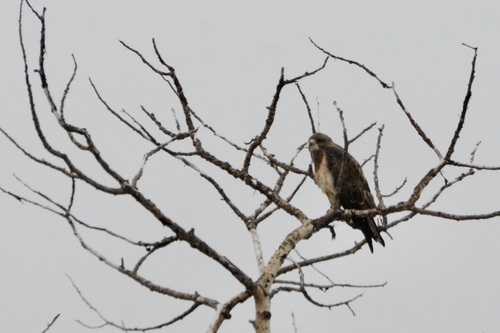 Swainson's Hawk