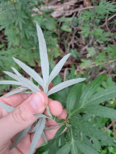 Chinese Mugwort