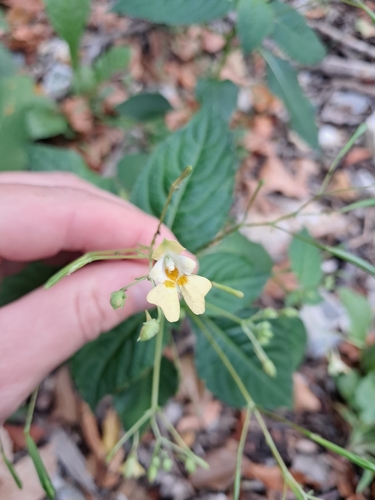 small balsam