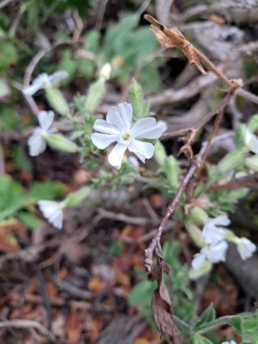 white campion