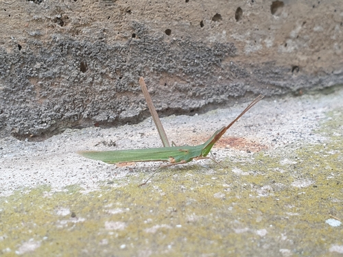 Mediterranean Slant-faced Grasshopper