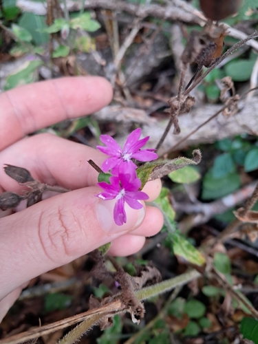 red campion