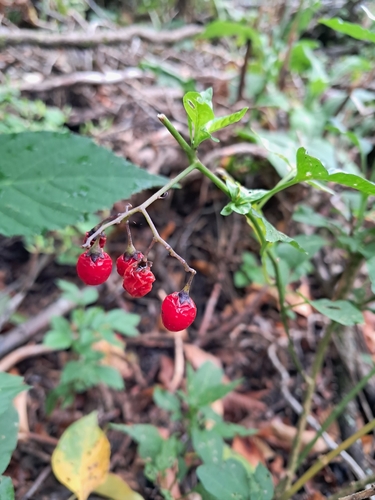 bittersweet nightshade