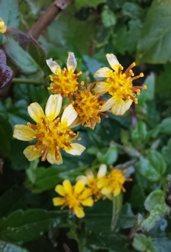 Calea pinnatifida