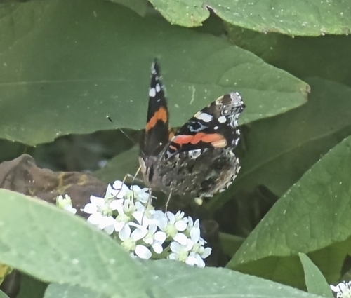 Red Admiral