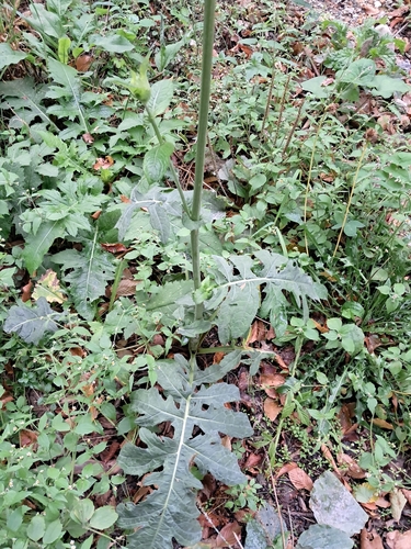 Cabbage Thistle
