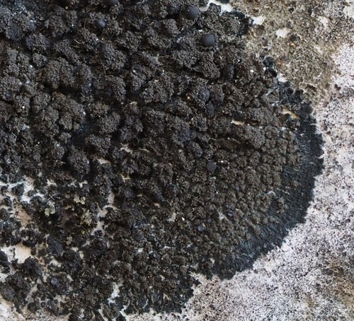 Blackthread Lichen