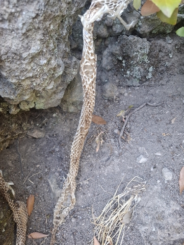 Four-lined Snake