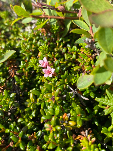 alpine azalea
