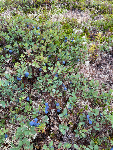 bog bilberry
