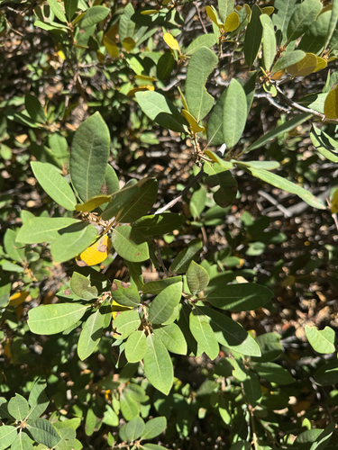 iNaturalist observation photo of bush chinquapin
