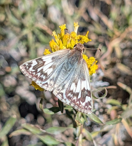 iNaturalist observation photo of Northern White-Skipper