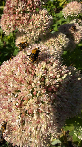 Goldenrod Soldier Beetle