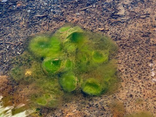 iNaturalist observation photo of life
