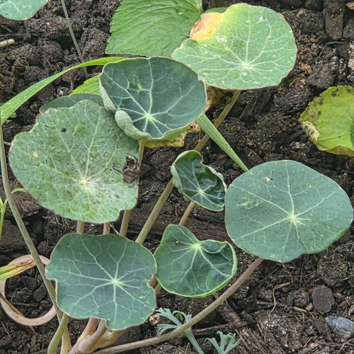 garden nasturtium