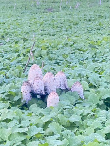 Shaggy Mane