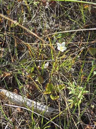 fen grass of Parnassus