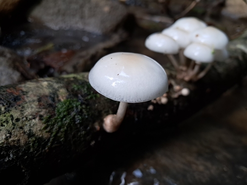 porcelain mushroom