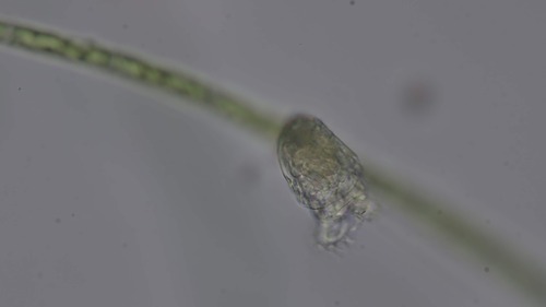Philodina megalotrocha