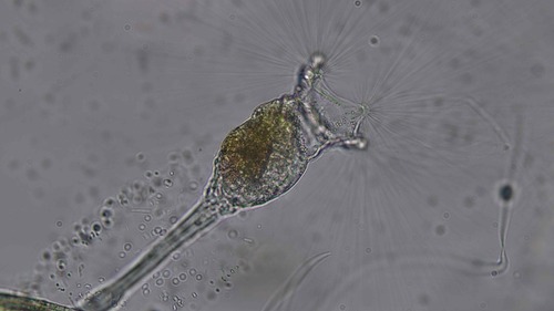 Collotheca ornata