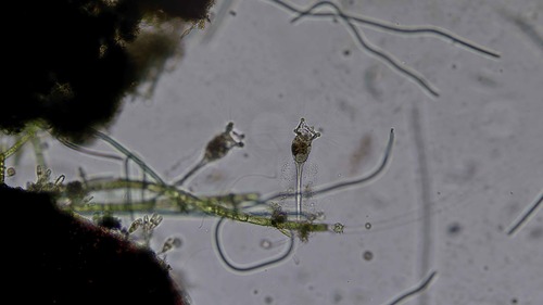 Collotheca ornata