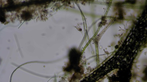 Collotheca ornata