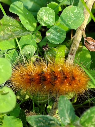 Virginian Tiger Moth