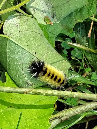 Spotted Tussock Moth