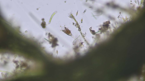 Collotheca ornata