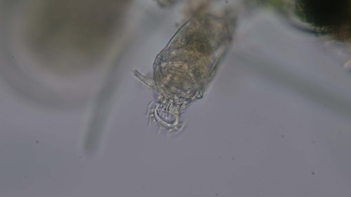 Philodina megalotrocha