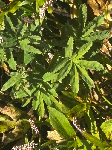 marsh cinquefoil
