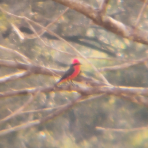 Vermilion Flycatcher