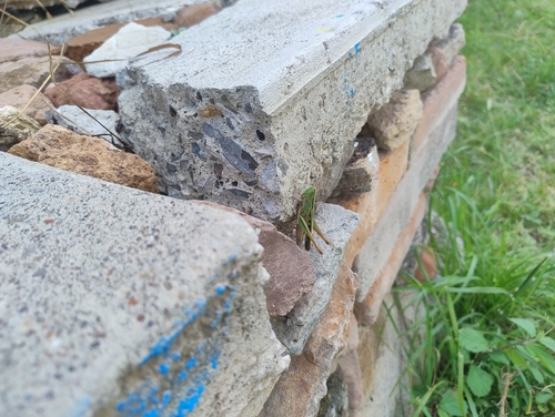 Montezuma's Grasshopper