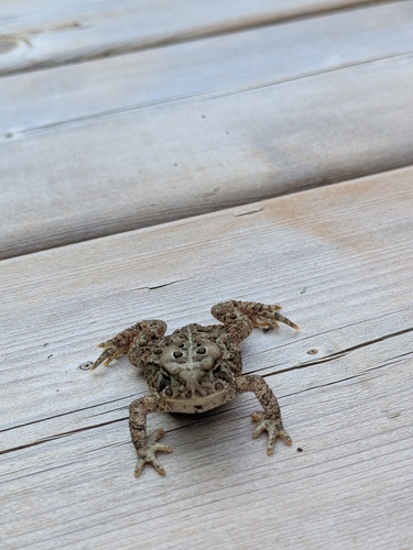 Eastern American Toad