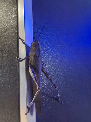 Egyptian Bird Grasshopper