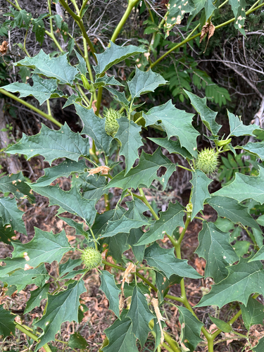 jimsonweed