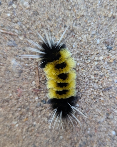 Spotted Tussock Moth