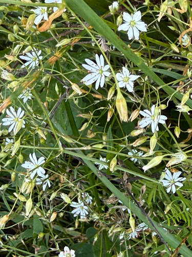 lesser stitchwort