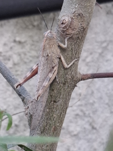 Egyptian Bird Grasshopper