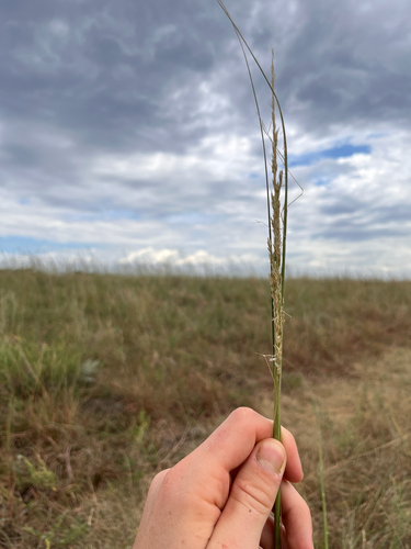 Tall Dropseed
